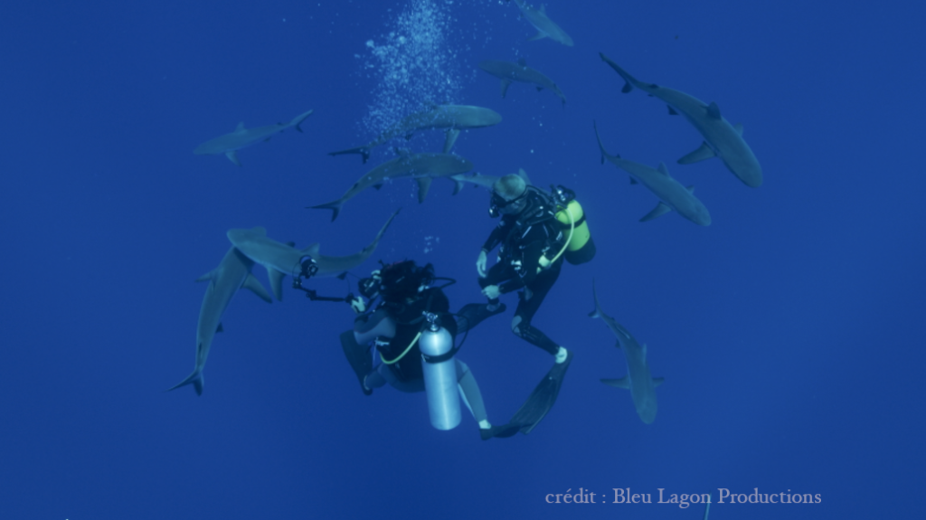 Underwater view of sharks shot by Bleu Lagon Productions