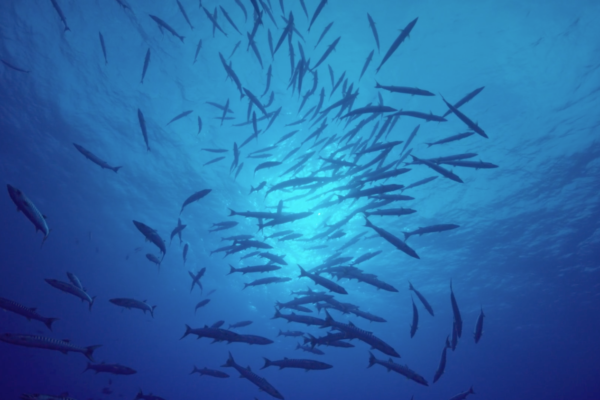 banc de poissons barracudas- bleu océan le doc