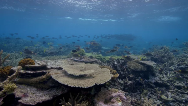 Bleu Ocean Le Doc, Saison 06